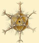 Circogonia icosahedra、正二十面体のような形をした放散虫種
