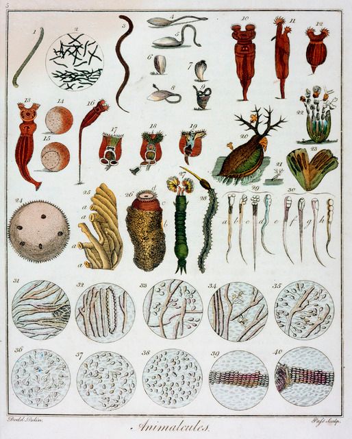 1795年に無名の画家が描いたレーウェンフックの動物の図