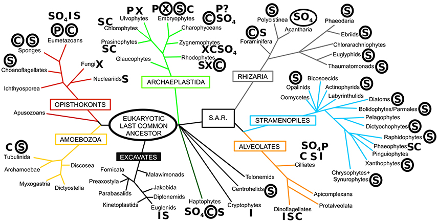 真核生物における生体鉱物化の多様性 この図に示されている系統樹は、Adl et al. (2012) に基づいており、主要な真核生物のスーパーグループがボックスで示されています。分類群名の横にある文字は生体鉱物化の存在を示し、丸で囲まれた文字はその生体鉱物の顕著で広範な使用を示しています。S、シリカ。C、炭酸カルシウム。P、リン酸カルシウム。I、鉄（磁鉄鉱/針鉄鉱）。X、シュウ酸カルシウム。SO4、硫酸塩（カルシウム/バリウム/ストロンチウム）。？は報告の不確実性を示します。