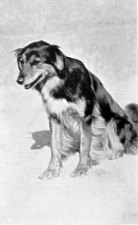 アーヴィング家の牧羊犬、モナ