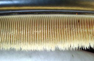 Photo displaying dozens of baleen plates. The plates face each other, and are evenly spaced at approximately 0.25 inches (1 cm) intervals. The plates are attached to the jaw at the top, and have hairs at the bottom end.