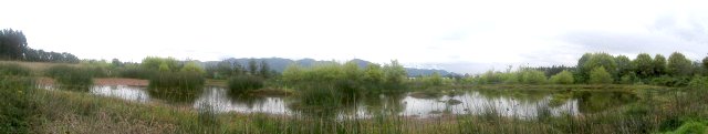 保護区の一部であるラ・コネヘラ湿地