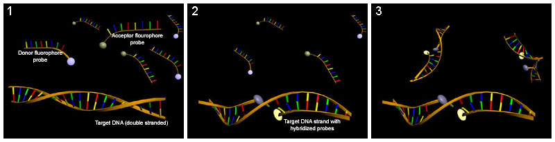 ハイブリダイゼーションプローブを示すDNA
