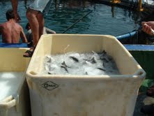 ポンプで汲み上げられる氷で魚を冷却