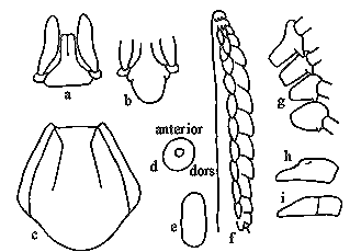 Ixodes holocyclus の幼虫の解剖学的特徴