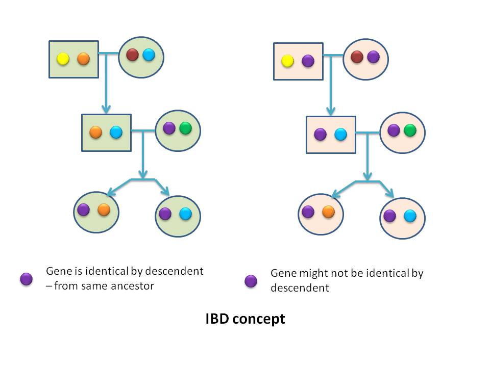 IBDの概念