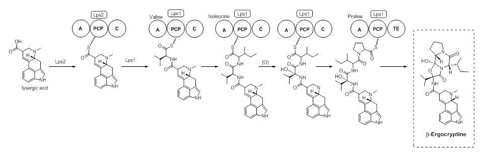 図5 - エルゴクリプチンの生合成における第5部