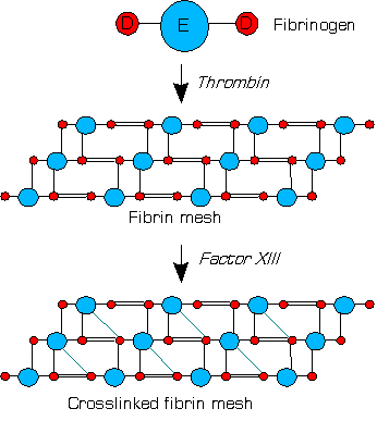 XIIIa はフィブリンを架橋する（簡略図）