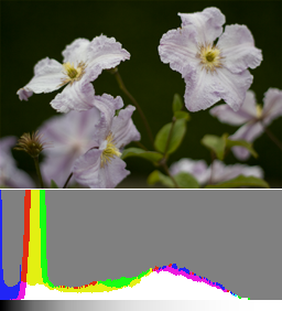 通常露出の画像とそのヒストグラム。花の細部はすでに識別可能ですが、ポストプロダクションで影を復元するとノイズが増加します。