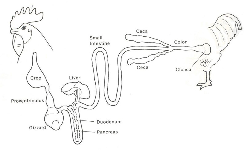 鳥類の消化器系の一般的な解剖図。前胃は消化管の先端に位置し、砂嚢と関連しています。