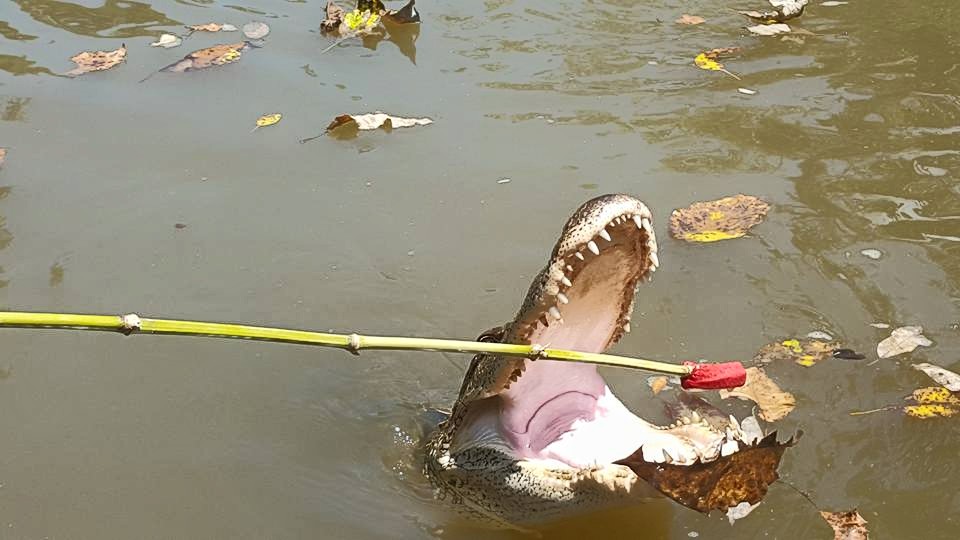 ルイジアナのバイユーでワニが食べる