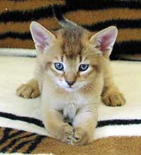 とても若いチャウシーの子猫。目と毛の色はまだ完全には発達していません。