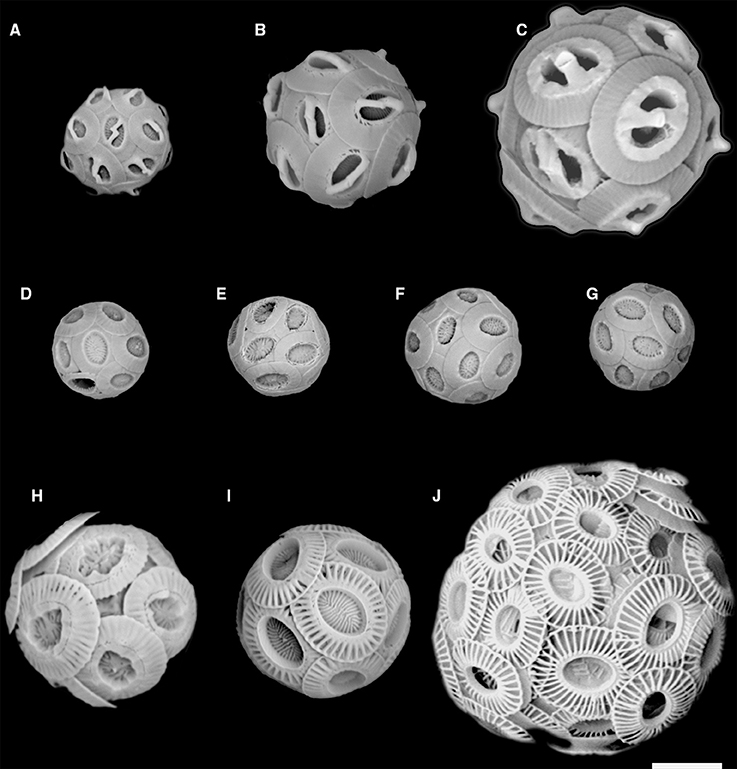 SEM 画像は、前の図のココリスの図に対応します (A) Gephyrocapsa ericssonii RCC4032 (B) Gephyrocapsa muellerae (C) Gephyrocapsa Oceanica (D) Reticulofenestra parvular RCC4033。 (E) 網目状小葉状 RCC4034; (F) Reticulofenestra 部分状 RCC4035。 (G) Reticulofenestra 部分状 RCC4036; (H) Emiliania huxleyi 形態型 R。 (I) Emiliania huxleyi 形態型 A; (J) Emiliania huxleyi 形態型 B。