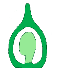 基底