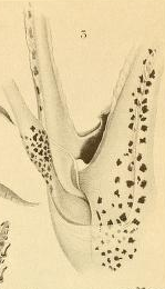 Pterygioteuthis gemmata、メス。腹腕と触手の付着部、左側。触手の付着部の細くて長い筋肉は、第 3 腕の深付着部の下を通って触手の基部まで通る。チョコレート色の頬側漏斗部と深付着部の間には、Porus aquiferus が存在する。