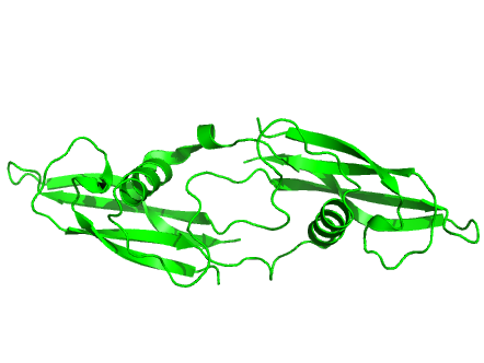 PyMOL(Delano Scientificのフリーウェア)を用いてレンダリングしたヒトアルテミンの三次構造(PDB:2GYR)