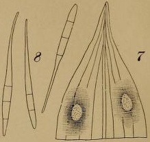 Cercosporella veratri Peck。図 7。2 つの菌斑がある葉の上部。図 8。3 つの胞子 x400。