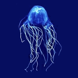 ウミワスプは世界で最も毒性の強いクラゲである。