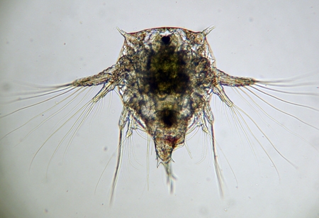 Elminius modestus のノープリウス幼虫