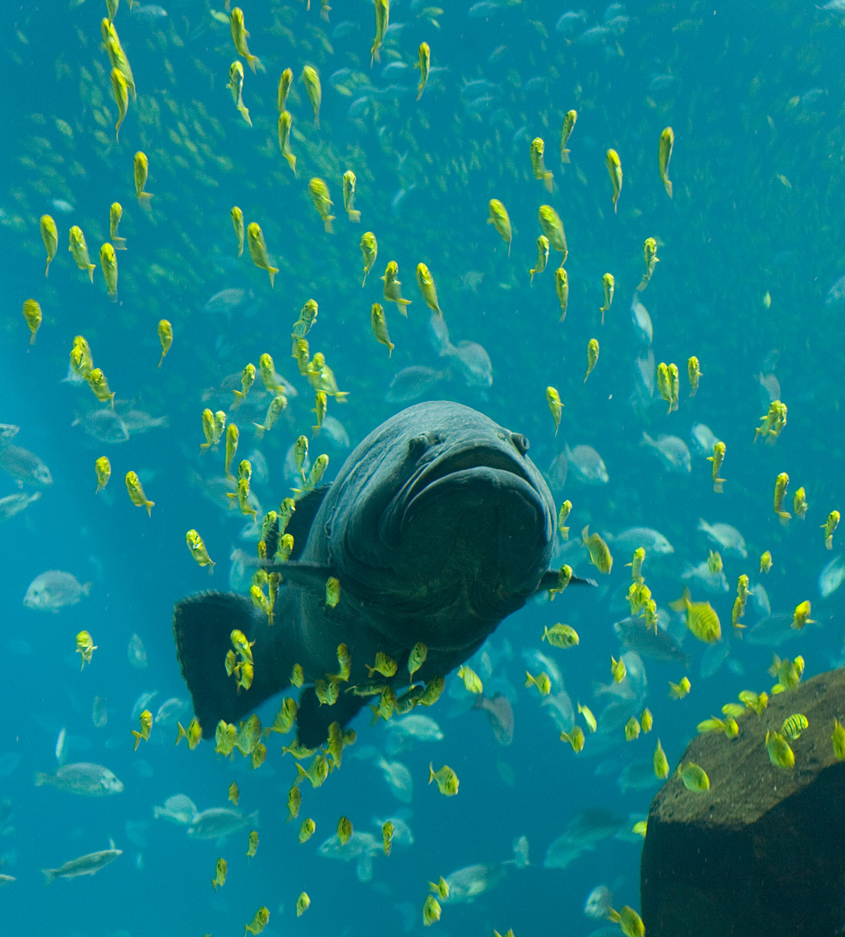 ジョージア水族館 - 巨大ハタ