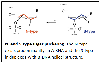 RNA 骨格に 2'-ヒドロキシル基が存在すると、DNA の A 型構造に似た構造が形成されます。ヌクレオチドの柔軟な 5 員環フラノースは、次の図に示すように、N 型 (C3'-エンド、A 型) と S 型 (C2'-エンド、B 型) の 2 つの好ましい立体配座の平衡状態で存在します。
