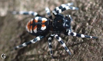 オスのLoureedia annulipes