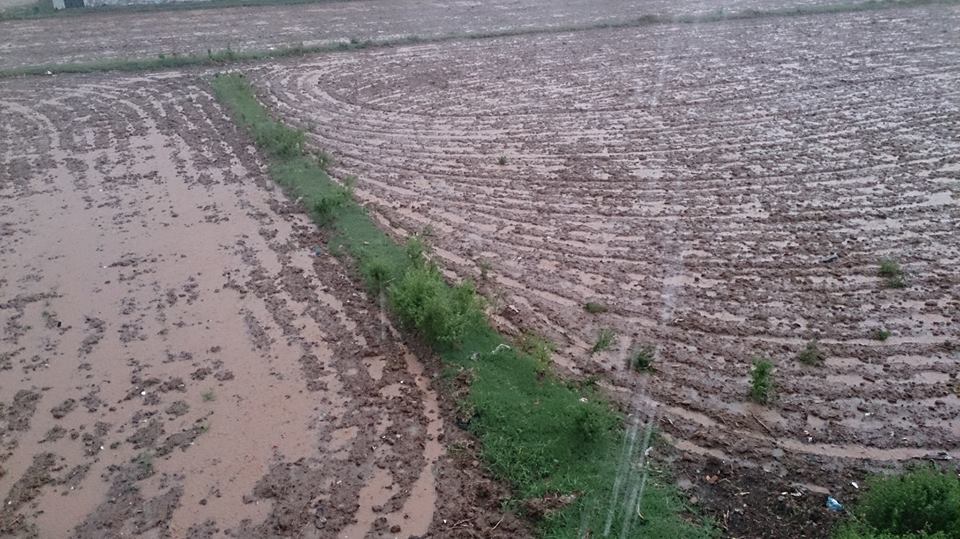 雨上がりの野原 モーラ・バフタン