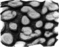 O. ingens の腹面外套膜の断片