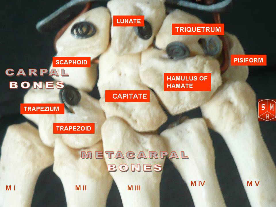 左手の手根中手関節。左側に親指。