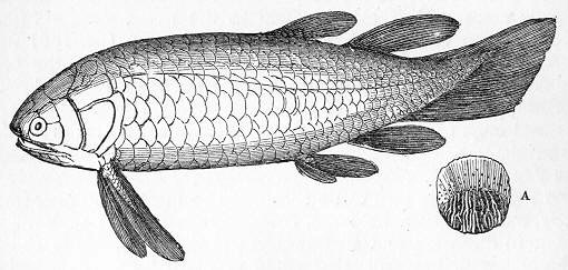 H. nobilissimus とスケール