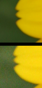 両方の画像の比較。これは、100% で表示された各画像の小さなセクションを切り取ったものです。上部は 100 ISO で撮影され、下部は 1600 ISO で撮影されました。