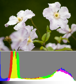 右に露出した画像 (+1 EV) とそのヒストグラム。影のディテールはすでに識別可能で、花はポストプロダクションで完全に復元可能です。