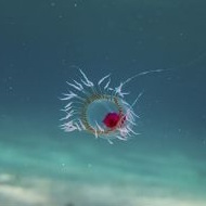 Turritopsis dohrniiは細胞を幼少期に戻すことで生物学的不死を達成する。[241][242]