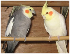 色の違う2羽の雄のオカメインコ