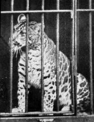 プマパルド、1904年