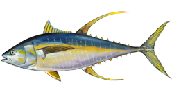 キハダマグロにも背びれが2つある