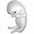 受精後8週目の胎児（妊娠週数10週）