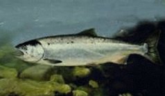 パーは海への移行の準備としてカモフラージュ縞を失い、スモルトになる。