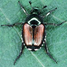 ニホンコガネムシ成虫