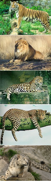 パンサー属の画像。上から下へ、トラ、ライオン、ジャガー、ヒョウ、ユキヒョウ。