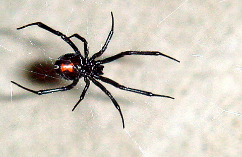 クロゴケグモ(学名:Latrodectus)は、メスが交尾後にオスを食べることがよくある。メスの毒はオスの毒の少なくとも3倍強力で、オスが身を守るために噛んでも効果がない。