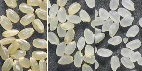 左から右へ、未精米から精米された日本米、玄米、胚芽入り米、白米