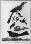 アメリカ鳥類学からの挿絵