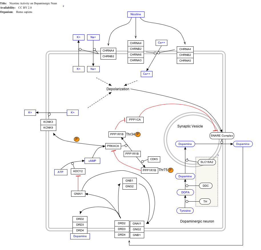 ニコチンドーパミン作動薬_WP1602