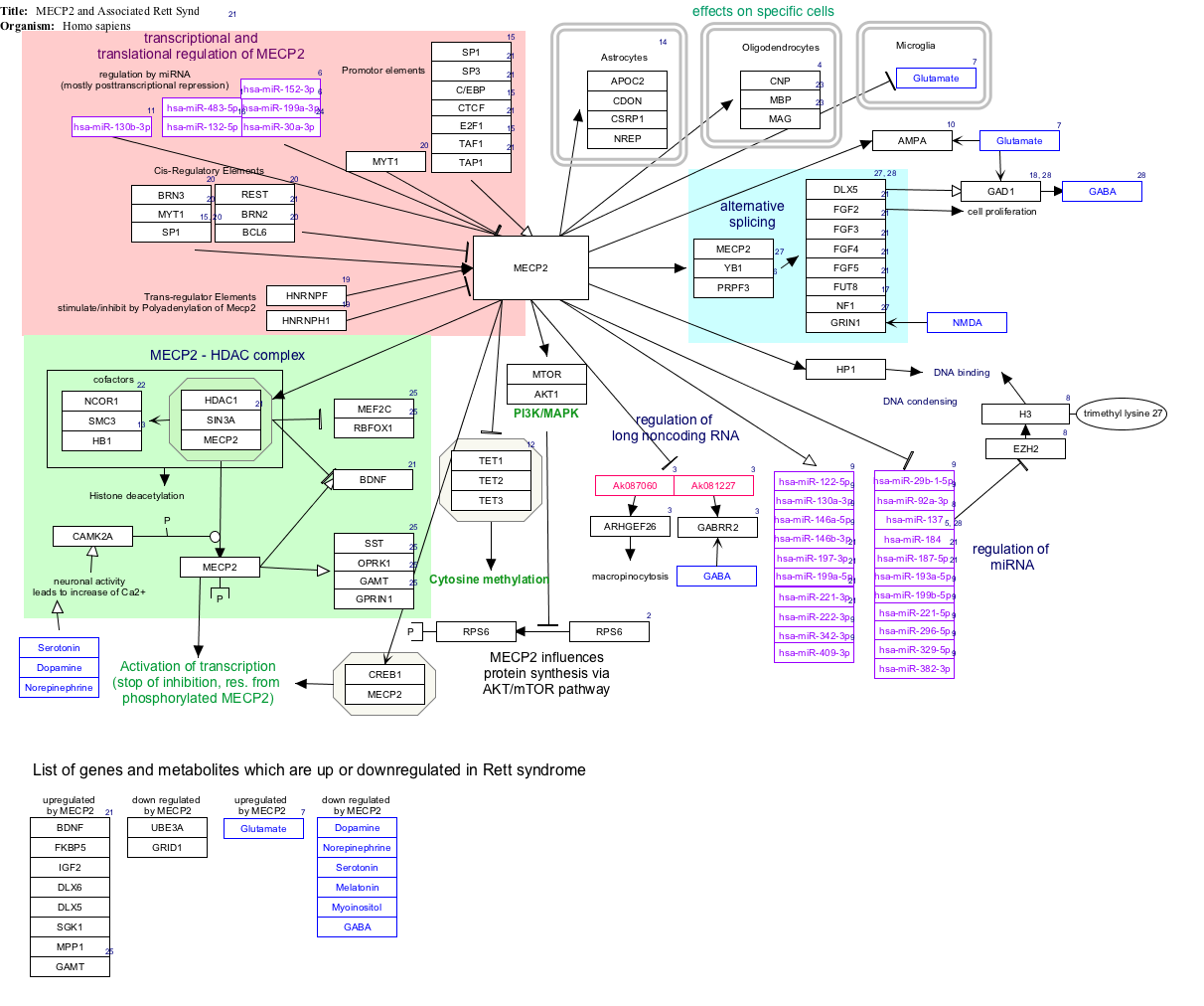 MECP2とレット症候群_WP3584