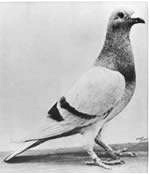 鳩が右を向いて休んでいます。頭と首には黒い羽があり、淡い色の翼の 3 分の 2 のところに 2 本の黒い縞があります。
