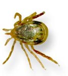 マダニの成虫の雌、背面図