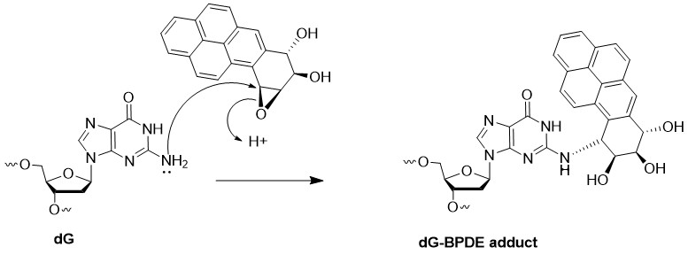 BPDE による DG rxn