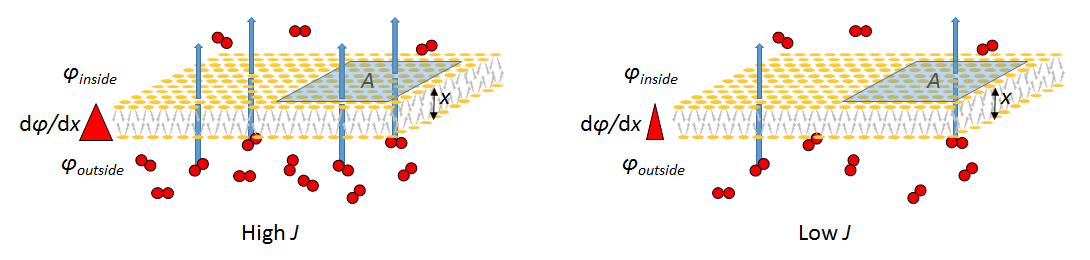 図1. ガス交換面におけるフィックの法則