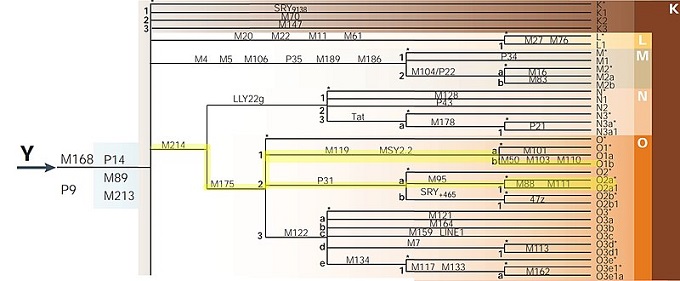 Y-DNA O2a1a と O1a2 の変異